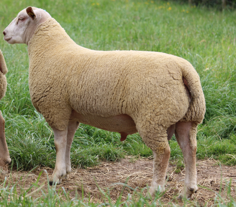 Edstastonn Puerto Banus Lot 229 Edstastonn Puerto Banus Lot 229